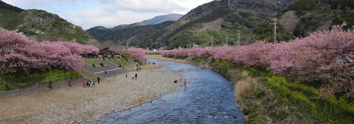 河津桜
